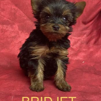 BRIDJET yorkshire mini à réserver Femelle Yorkshire terrier