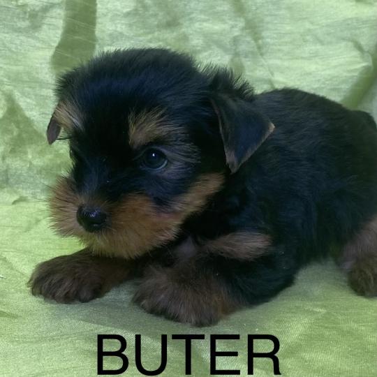 chiot Yorkshire terrier BUTER york disponible Domaine de la Chantelaie  