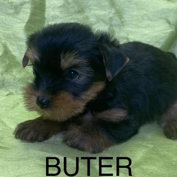 BUTER york disponible Mâle Yorkshire terrier