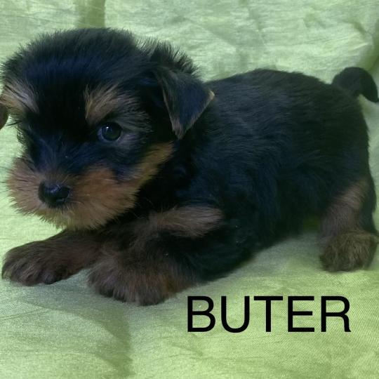 chiot Yorkshire terrier BUTER york disponible Domaine de la Chantelaie  