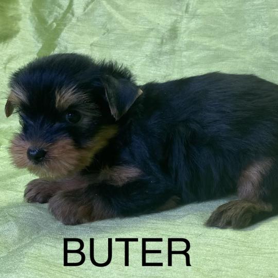 chiot Yorkshire terrier BUTER york disponible Domaine de la Chantelaie  