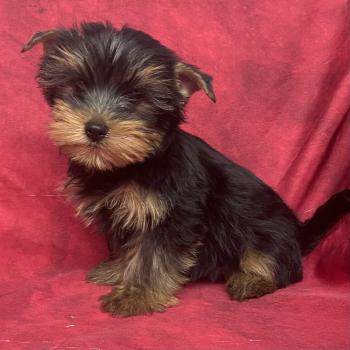 BUTER york disponible Mâle Yorkshire terrier