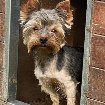 PAKO yorkshire terrier Mâle Yorkshire terrier