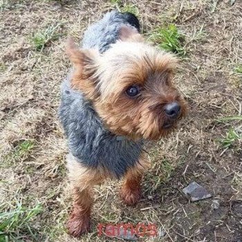 RAMOS yorkshire terrier Mâle Yorkshire terrier
