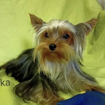 RASKA yorkshire terrier Femelle Yorkshire terrier