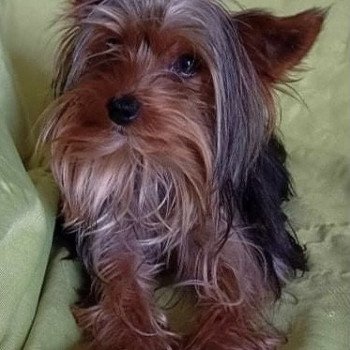 RIBELLE yorkshire terrier Femelle Yorkshire terrier