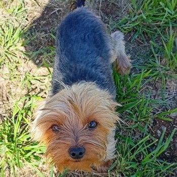 RILZA yorkshire terrier Femelle Yorkshire terrier