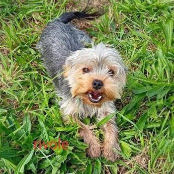 RIVOLE yorkshire terrier Femelle Yorkshire terrier