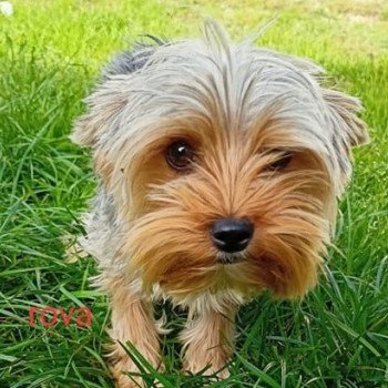 ROVA yorkshire terrier Femelle Yorkshire terrier