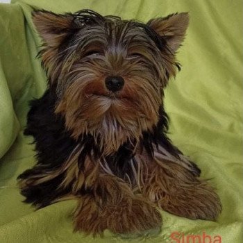SIMBA yorkshire terrier Femelle Yorkshire terrier