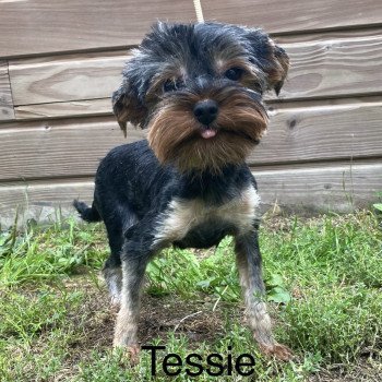 TESSIE yorkshire terrier Femelle Yorkshire terrier