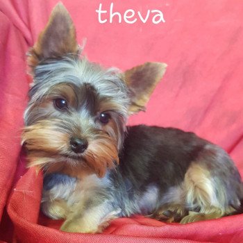 THEVA yorkshire terrier Femelle Yorkshire terrier
