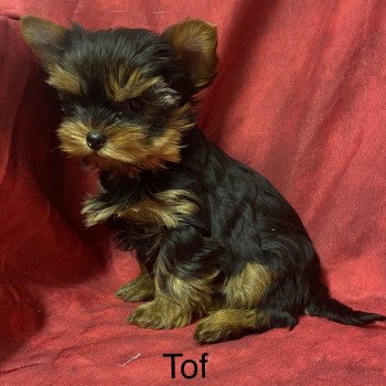 TOF yorkshire terrier Mâle Yorkshire terrier