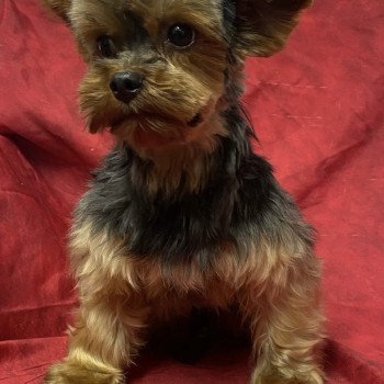 TOF yorkshire terrier Mâle Yorkshire terrier