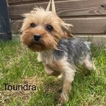 TOUNDRA yorkshire terrier Femelle Yorkshire terrier