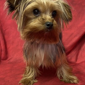 URANE Femelle Yorkshire terrier
