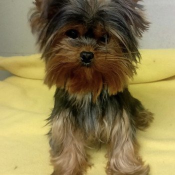 UTONIA york Femelle Yorkshire terrier