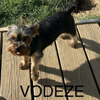 VODEZE Femelle Yorkshire terrier