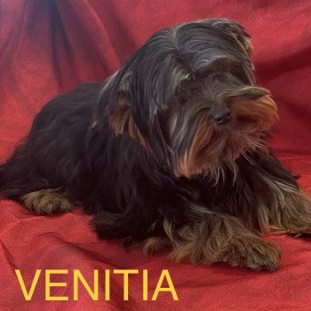 VENITIA york Femelle Yorkshire terrier