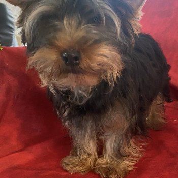 VENTURO Mâle Yorkshire terrier