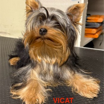 VICAT york Mâle Yorkshire terrier