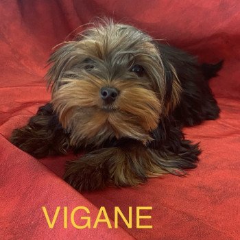 VIGANE york Femelle Yorkshire terrier