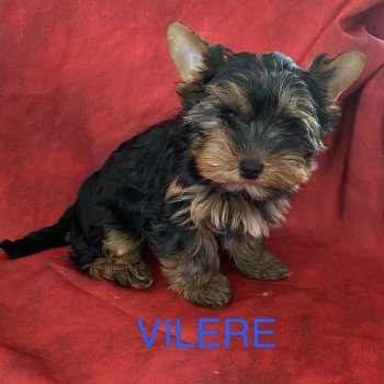 VILÈRE Mâle Yorkshire terrier