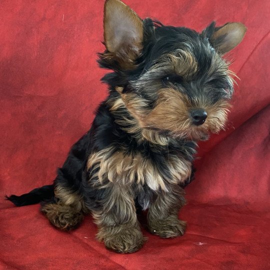 chiot Yorkshire terrier VILÈRE Domaine de la Chantelaie  