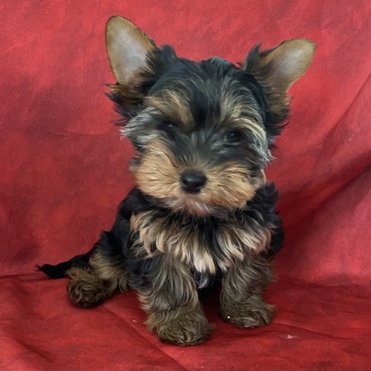 chiot Yorkshire terrier VILÈRE Domaine de la Chantelaie  