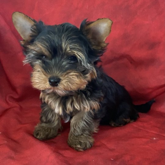 chiot Yorkshire terrier VILÈRE Domaine de la Chantelaie  