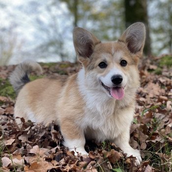 corgi redhill AMALFI Femelle Welsh corgi pembroke