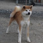 TARA GO SANAKO KEN Femelle Akita TARA GO SANAKO KEN Femelle Akita
