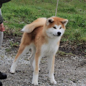 TOSHIRO GO SANAKO KEN Mâle Akita