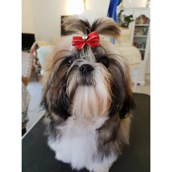 Les Shih Tzu d'Edwige