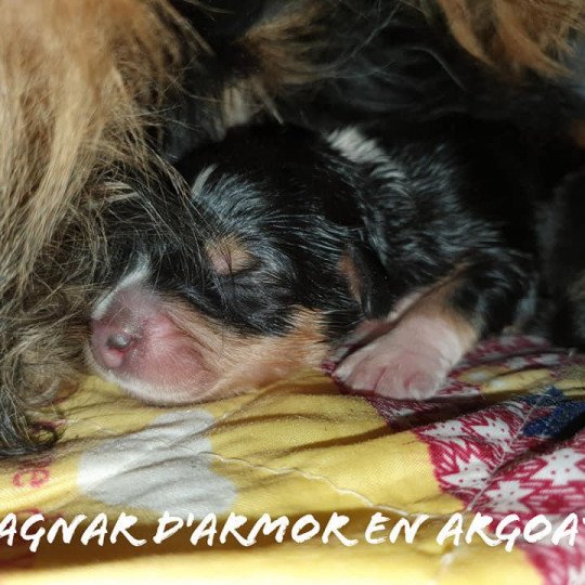 Ragnar D Armor En Argoat D Armor En Argoat Chien English Shepherd A Vendre
