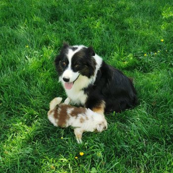 1er chiot (Portée Ourasie ❤ VAGNER) - Mâle NOIRE TRICOLORE Mâle Berger australien