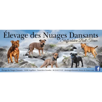 élevage des nuages dansants