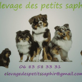 Élevage des petits saphirs