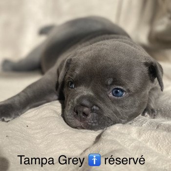 Tampa grey des bains d’Aurensan Mâle American Bully