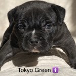 Tokyo Green des bains d’Aurensan Femelle American Bully Tokyo Green des bains d’Aurensan Femelle American Bully