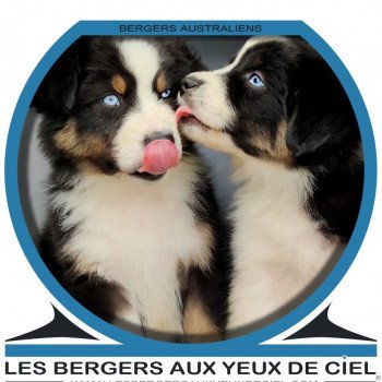 Les bergers aux yeux de ciel