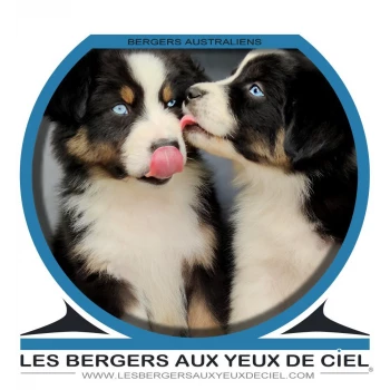 Les bergers aux yeux de ciel