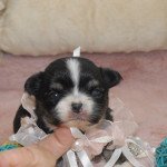 u'lolita hameau de selcra Femelle Chihuahua Poil Long u'lolita hameau de selcra Femelle Chihuahua Poil Long