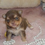 unjoy hameau de selcra Mâle Chihuahua Poil Long unjoy hameau de selcra Mâle Chihuahua Poil Long