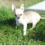 usty du hameau de selcra Mâle Chihuahua Poil Court usty du hameau de selcra Mâle Chihuahua Poil Court