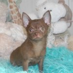 uston du hameau de selcra Mâle Chihuahua Poil Court uston du hameau de selcra Mâle Chihuahua Poil Court