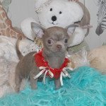 un amour du hameau de selcra Mâle Chihuahua Poil Court un amour du hameau de selcra Mâle Chihuahua Poil Court