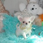 unik du hameau de selcra Mâle Chihuahua Poil Long unik du hameau de selcra Mâle Chihuahua Poil Long