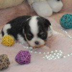 u' hameau de selcra Mâle Chihuahua Poil Long u' hameau de selcra Mâle Chihuahua Poil Long