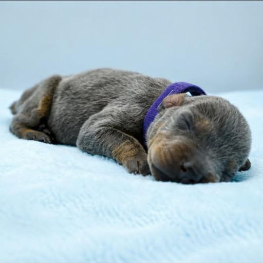 1er chiot (Portée Moustique ❤ Arès 2026) - Femelle bleu et feu collier violet Femelle Dobermann